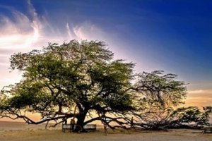 شجرة الحياة، في صحراء البحرين