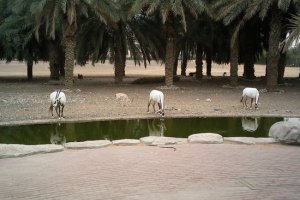 مركز حيوانات شبه الجزيرة العربية في الشارقة - الإمارات