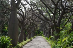حديقة باليرمو النباتية في مدينة باليرمو