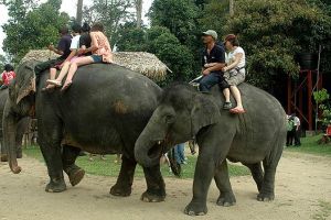 حديقة الفيلة في باهانج - ماليزيا