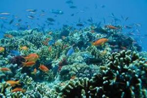 سحر الشعب المرجانية في مامانوكا 
