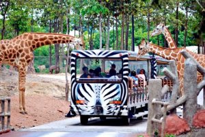 السياح يستمتعون في حديقة حيوانات شنغماي