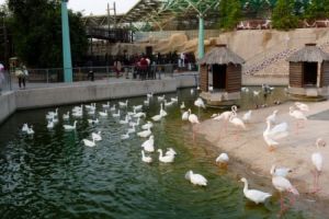 حديقة الحيوانات في الدوحة - قطر