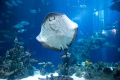 ذا ديب في مدينة هال
