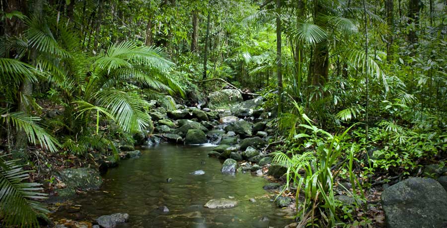 حديقة دينتري الوطنية في كوينزلاند أستراليا سائح